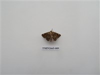 藏品(尺蛾202.1)的圖片